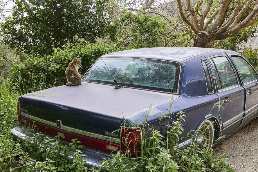 Cat on old limo.