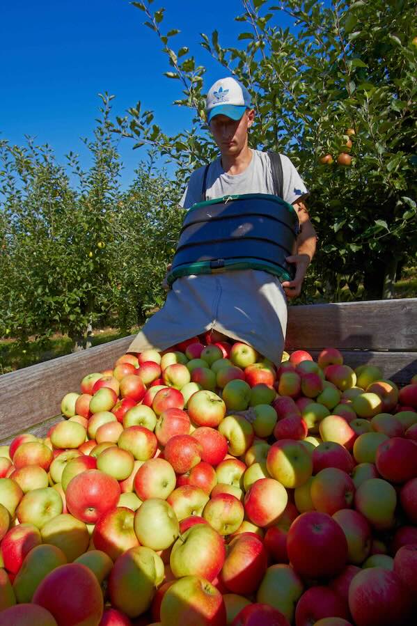 Working with apples in bin.